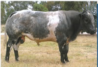 Belgian Blue Bull