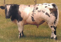 Belgian Blue Bull
