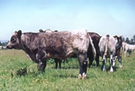 beligian blue calf