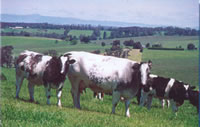 beligian blue calf
