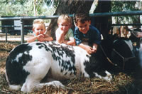 Belgian Blue Cattle - Family Friendly